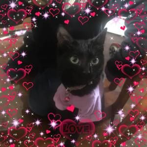 Meet your Posher, Drema